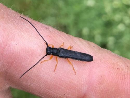 Réf. 233 051 : Oberea linearis